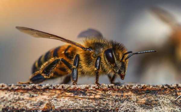 蜜蜂有什么特别的地方,蜜蜂都有什么特点什么作用 