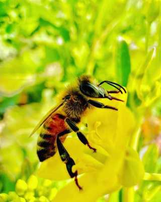 采蜜的蜜蜂是什么蜜蜂（采蜜的蜜蜂是什么蜜蜂呢）