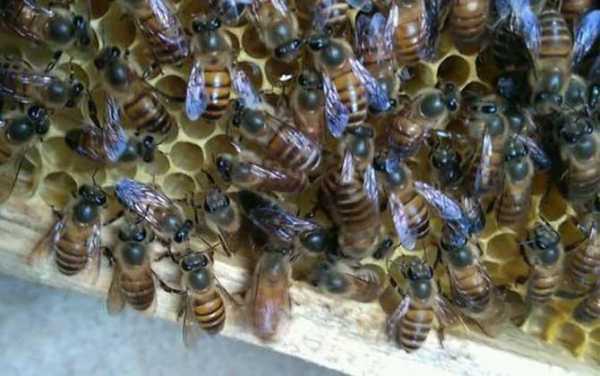  中蜂要喂养什么「中蜂要喂养什么虫」