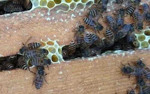  中蜂要喂养什么「中蜂要喂养什么虫」