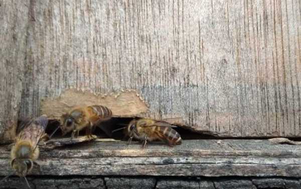 冬季蜜蜂为什么飞逃 冬天蜜蜂为什么有病