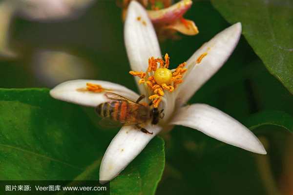 依靠蜂蜜传粉的花叫什么,蜂蜜传粉是什么行为 