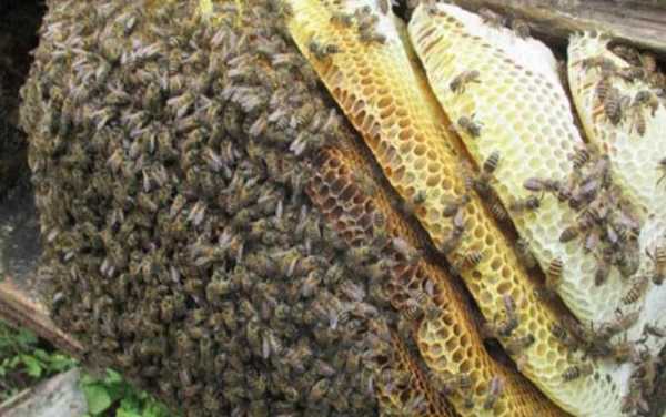 蜜蜂一般什么月份产蜜_蜜蜂一般什么月份产蜜呢