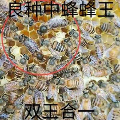 杂交蜂都有什么品种,杂交蜜蜂图片 