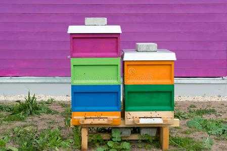 墙上的蜂是什么颜色,家里墙壁有蜜蜂的蜂巢怎么办 