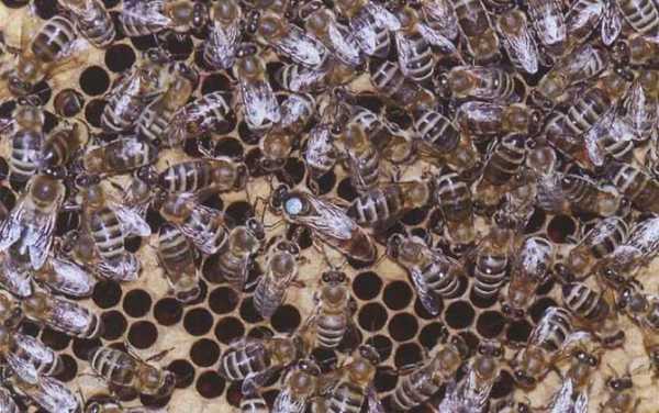 东北的蜂是什么品种_东北常见的蜂