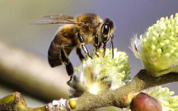 蜜蜂什么时候进食 蜜蜂在什么时间喝是最好