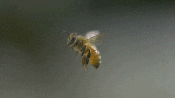 蜜蜂什么时候进食 蜜蜂在什么时间喝是最好