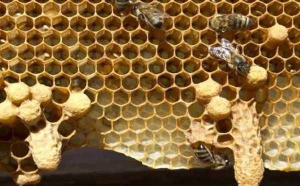 包含蜜蜂里的王台是什么的词条