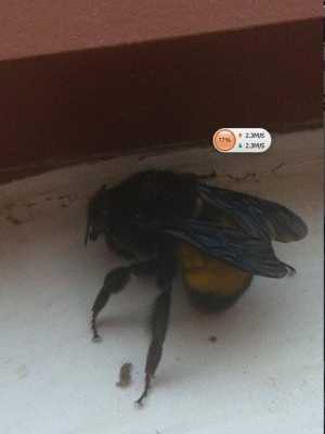 黑黄颜色的是什么蜂