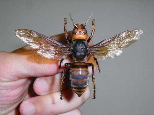 很大只的蜂是什么品种