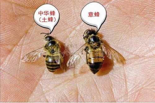 中蜂雄蜂过多如何处理-中蜂雄蜂什么样