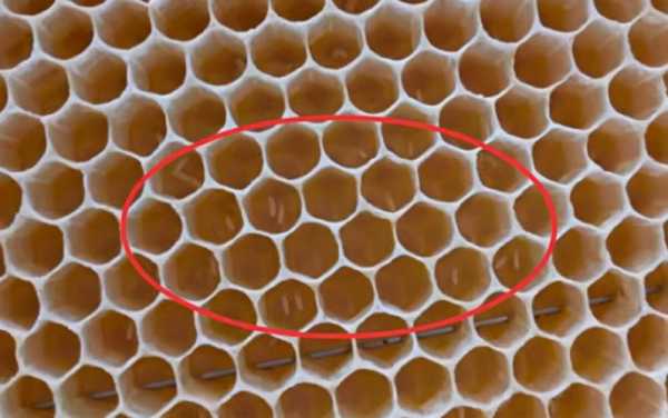 蜜蜂工产现象 蜜蜂工产原因是什么