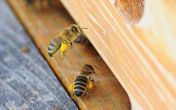 广东的蜜蜂什么时候春繁_广东蜜蜂秋繁起止时间