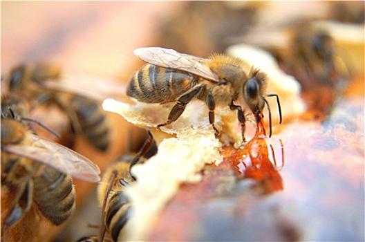 蜜蜂是吃什么产蜂蜜的呢 蜜蜂是吃什么产蜂蜜的