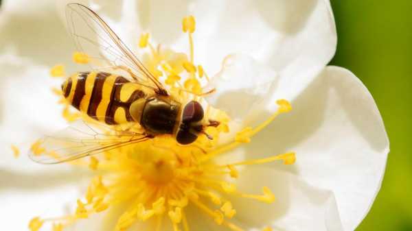 蜜蜂没有迷失方向靠的是什么 蜜蜂什么没有蜜源