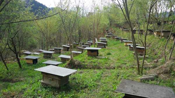 陕西蜜蜂养殖概况