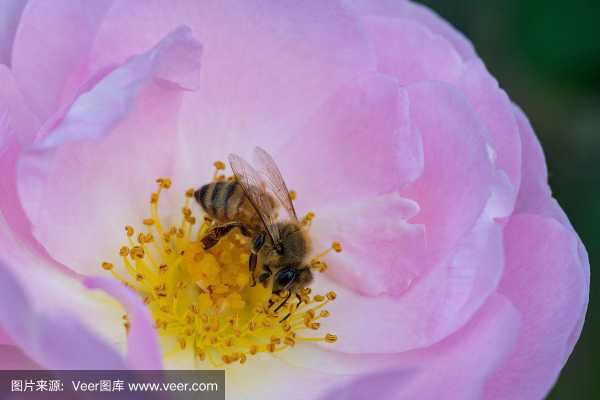  什么花通过蜂蜜授粉的「什么花通过蜂蜜授粉的」