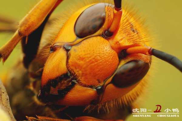 中国大虎头蜂为什么泛滥