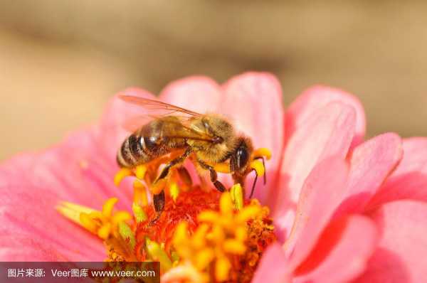 蜜蜂采花蜜是为了干什么,蜜蜂为什么采集花蜜 