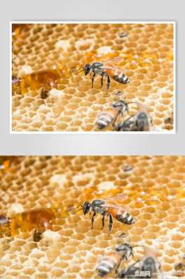 为什么蜜蜂偷蜂蜜,蜜蜂偷蜜怎么办 