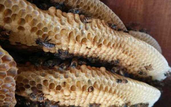 蜜蜂用什么造脾_蜜蜂用什么做脾