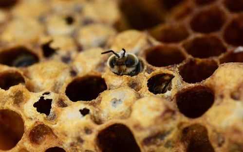 中蜂在什么温度下造脾快 中蜂什么时候大量做脾
