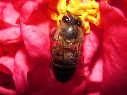 在蜜蜂背上做记号的原因是什么