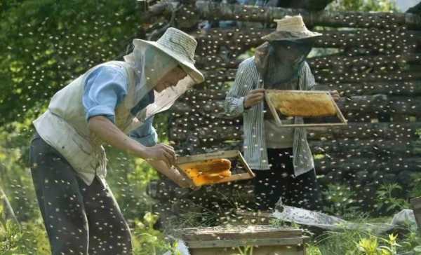 养蜜蜂卖蜂蜜要什么手续（养蜂的人如何销售蜂蜜）