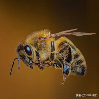  蜜蜂什么时候出蜂王「蜜蜂什么时候出没」