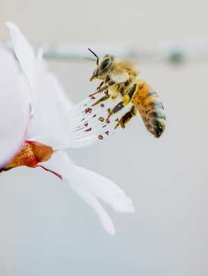蜜蜂可以言什么志
