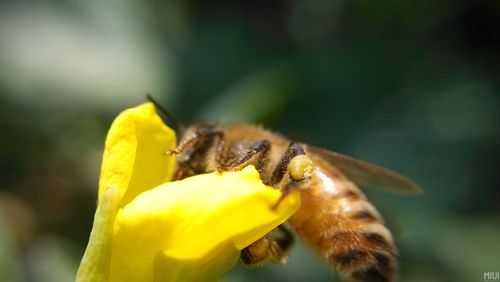 蜜蜂采的蜜是什么样的