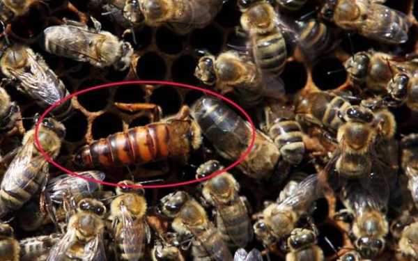 中蜂黑蜂有什么作用（中蜂黑蜂有什么作用与功效）