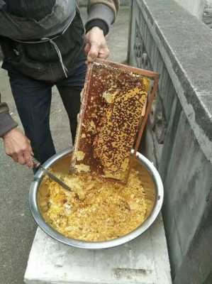广东蜂蜜几月份收割-广东土蜂蜜什么时候收蜜