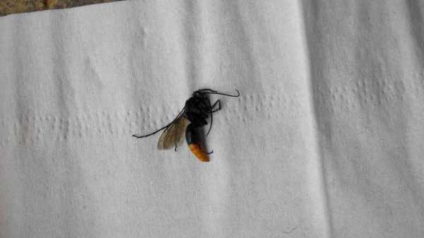 灰色的蜜蜂幼虫吃什么东西 灰色的蜜蜂幼虫吃什么