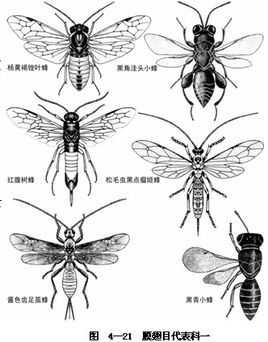 灰色的蜜蜂幼虫吃什么东西 灰色的蜜蜂幼虫吃什么