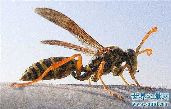 象鼻蜜蜂 相蜂是什么蜜蜂