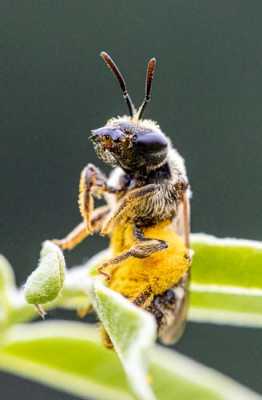  水蜜蜂长什么样子图片「水蜜蜂长什么样子图片」